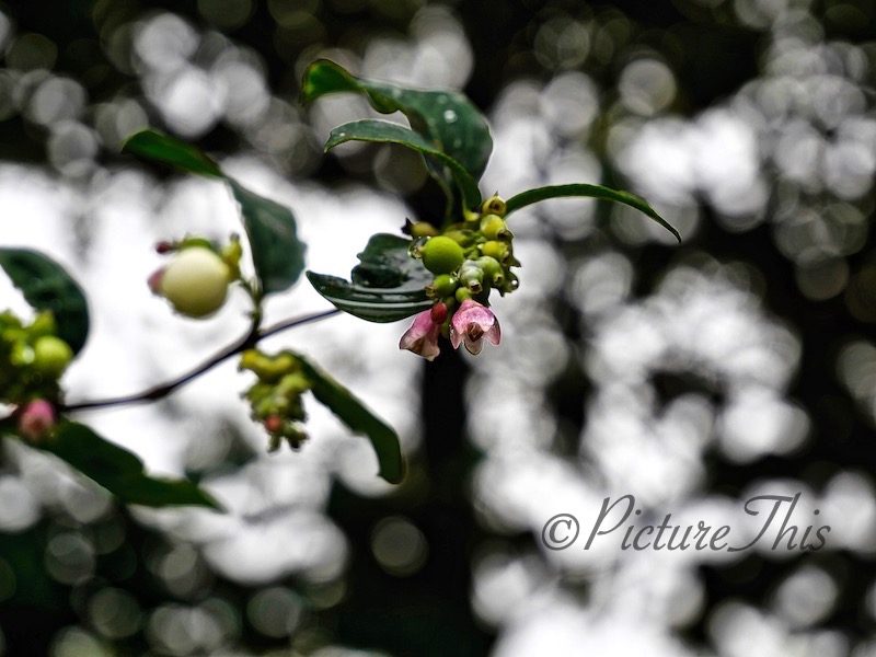 Cee’s Flower of the Day #FOTD photo challenge 30th March ~ Snowberry #Berries #Flowers #Nature #Photography
