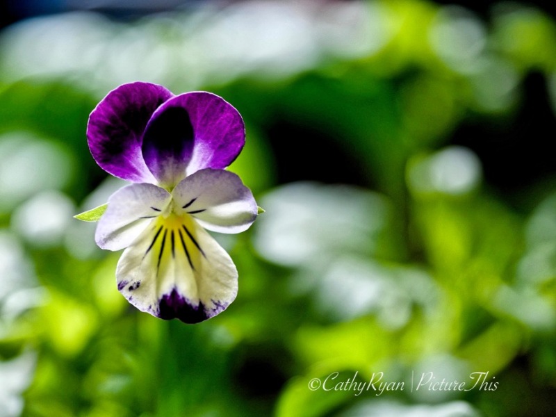#FF19 #FOTD ~ Viola ~ Floral Friday + Flower of the Day #Flower #Nature #Photography