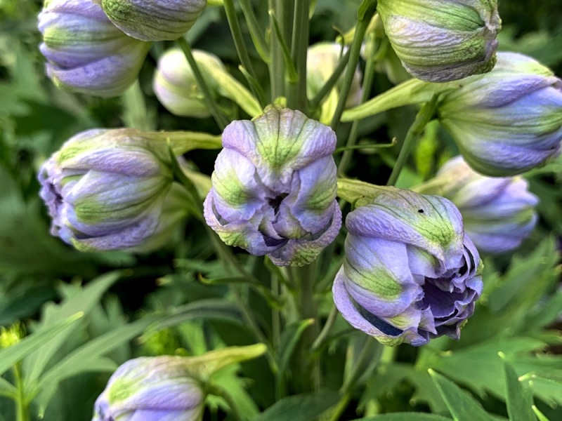 #FOTD ~ Flower of the Day ~ Delphinium #nature #Flowers #Photography