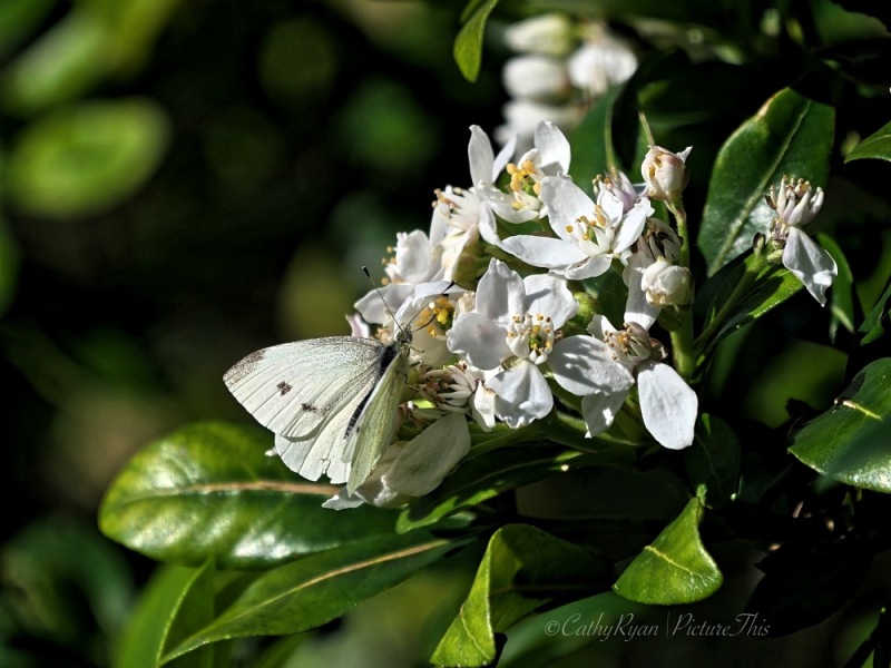 #FOTD ~ Flower of the Day ~ Choisya with Visitors #Nature #Flowers #Insects #Photography