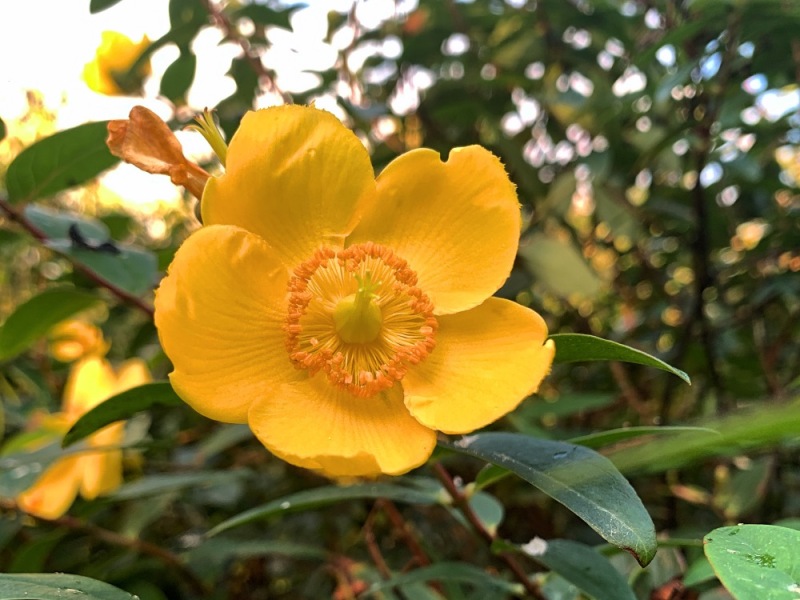 #FOTD ~ Flower of the Day ~ Hypericum #nature #flowers #photography