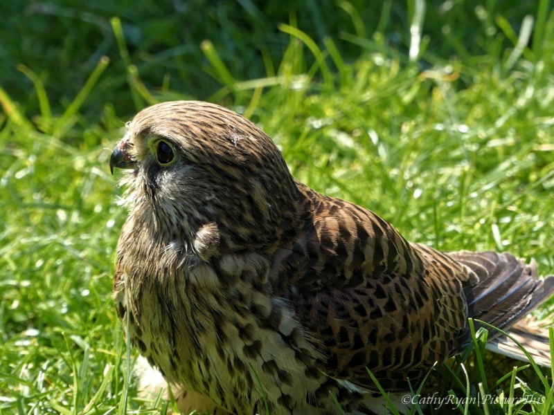 #BirdWeekly ~ Hawks #NaturePhotography #Wildlife